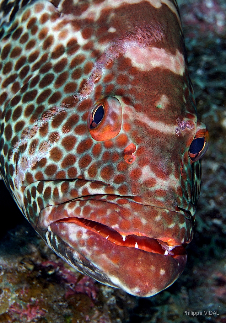 MediaEarth - Bahamas 2017 - DSC02367_rc - Tiger Grouper - Badeche tigre - Mycteroperca tigris.jpg